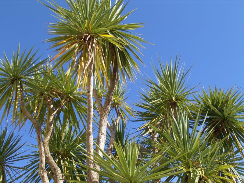 Юкка (Yucca)