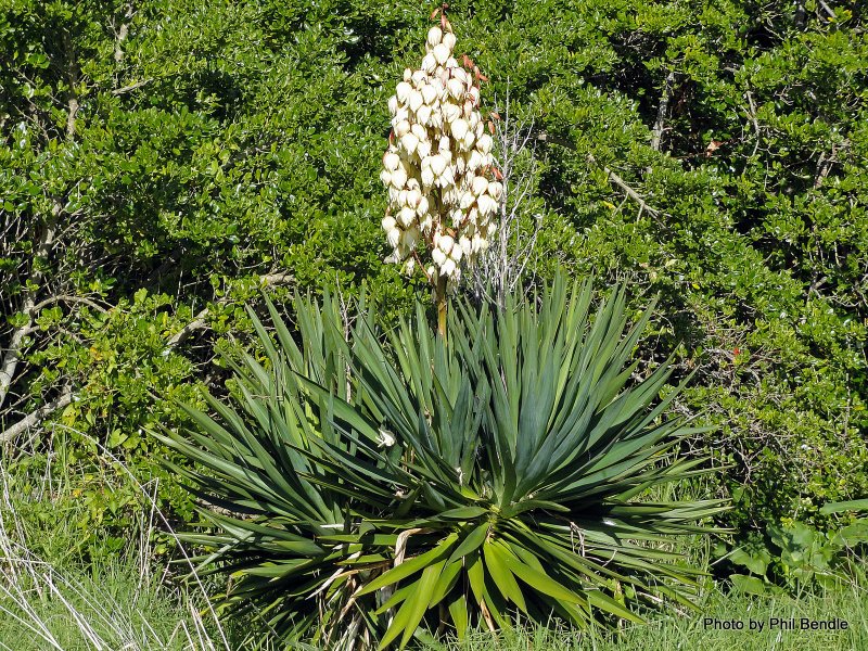 Юкка славная (Yucca Gloriosa)