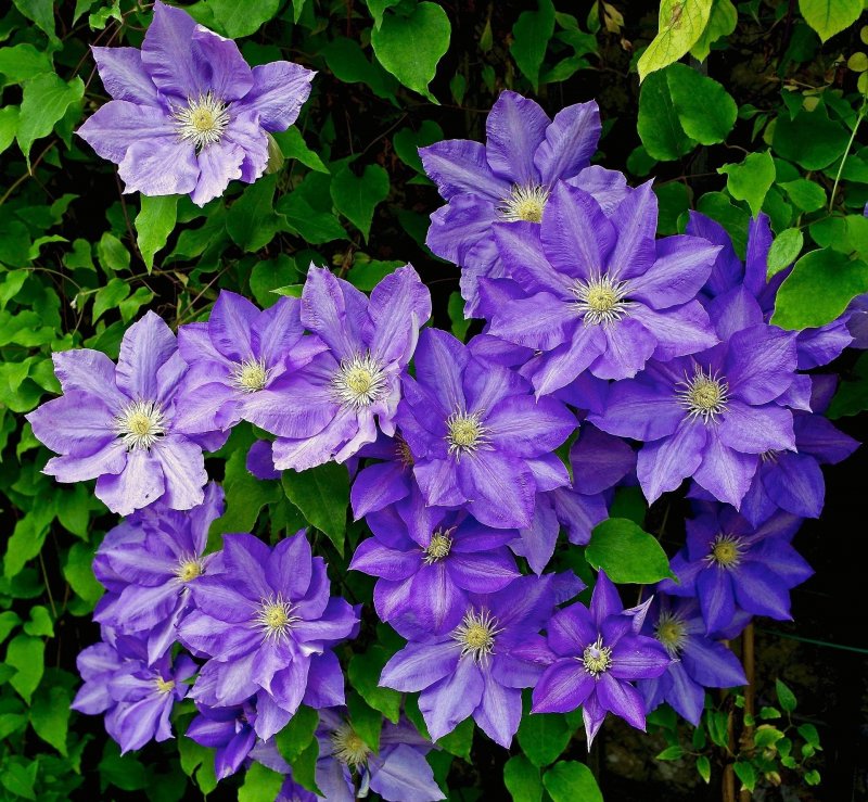 Клематис etoile Violette
