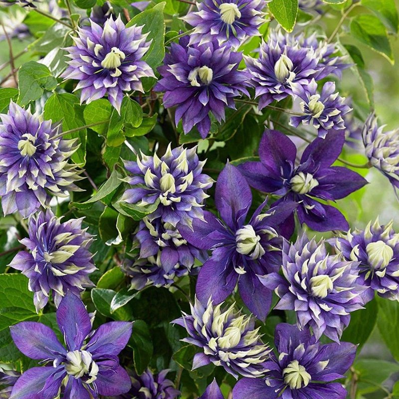 Клематис (Clematis White Swan p9)