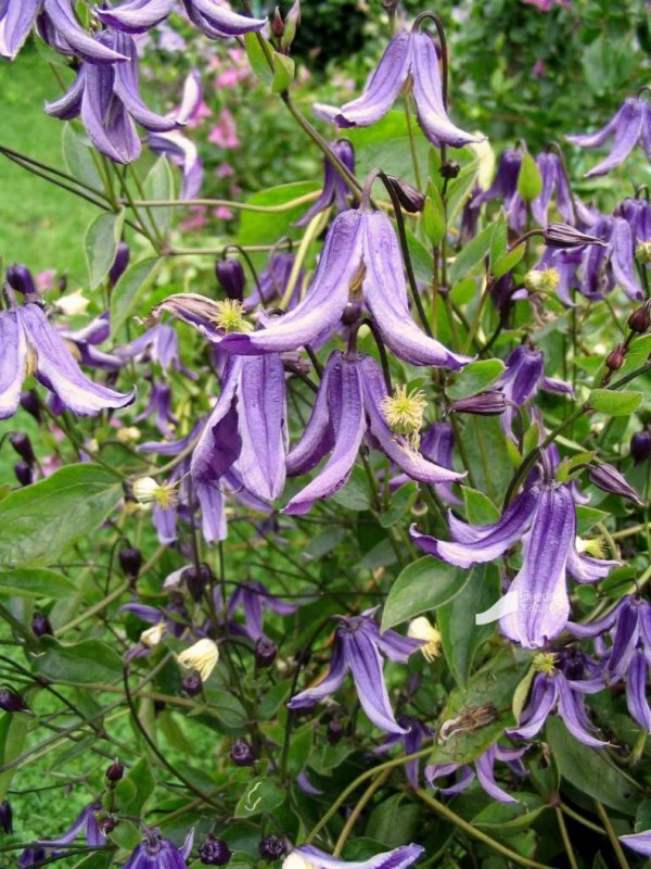 Purple Surprise клематис