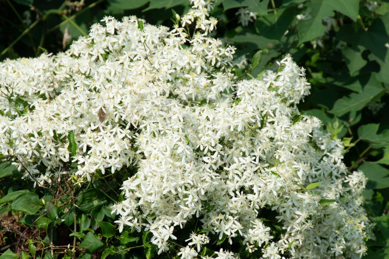 Clematis Chalcedony