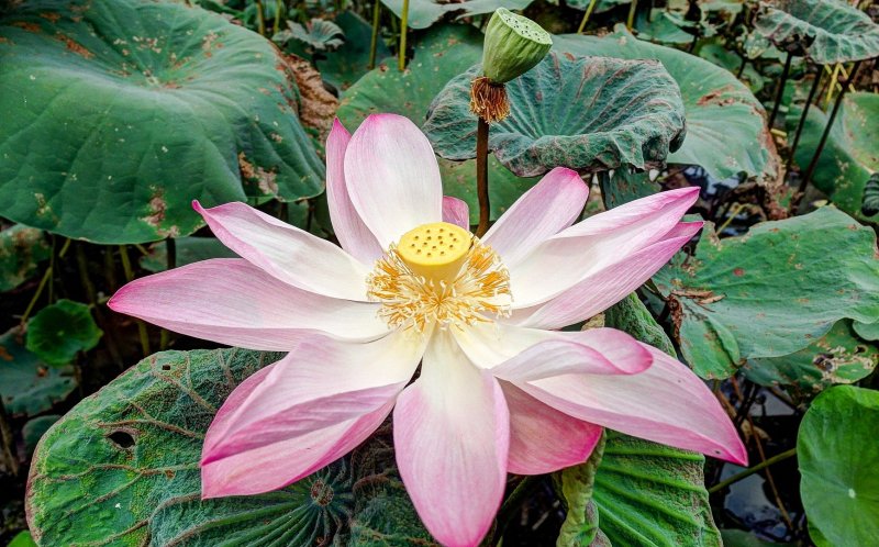 Лотос орехоносный Nelumbo nucifera