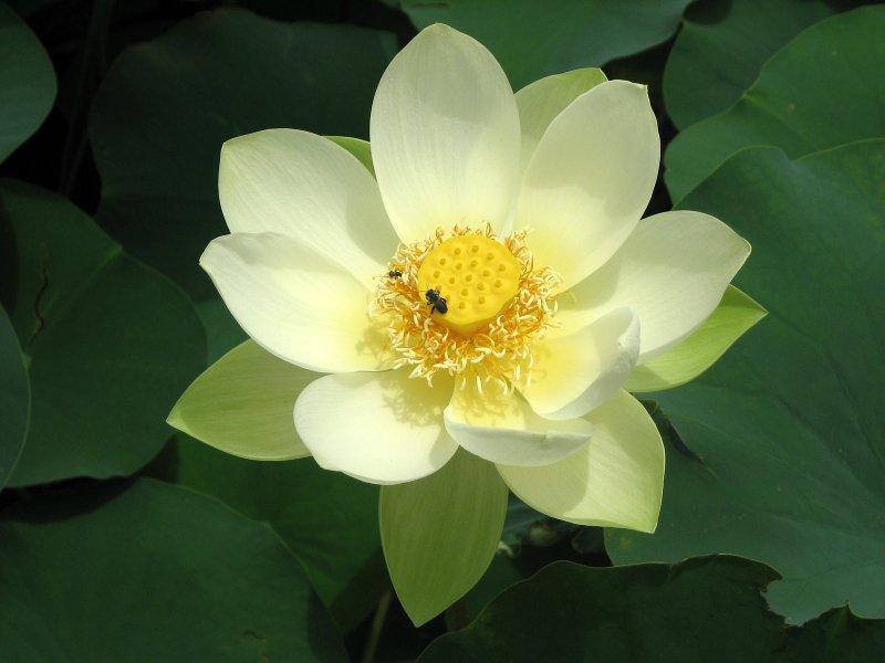 Лотос орехоносный Nelumbo nucifera