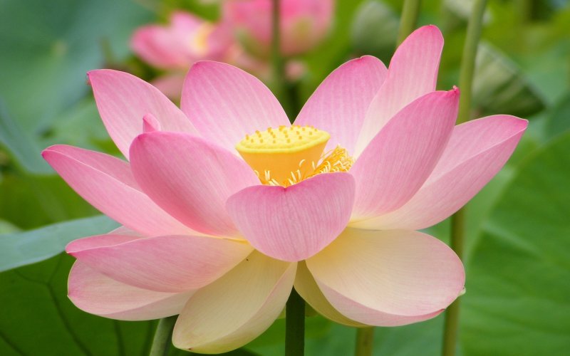 Лотос орехоносный (Nelumbo nucifera) дома