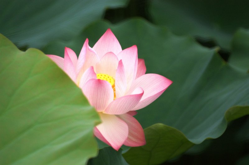 Лотос (Nelumbo)