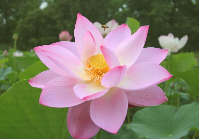 Nelumbo nucifera Pink Lotus
