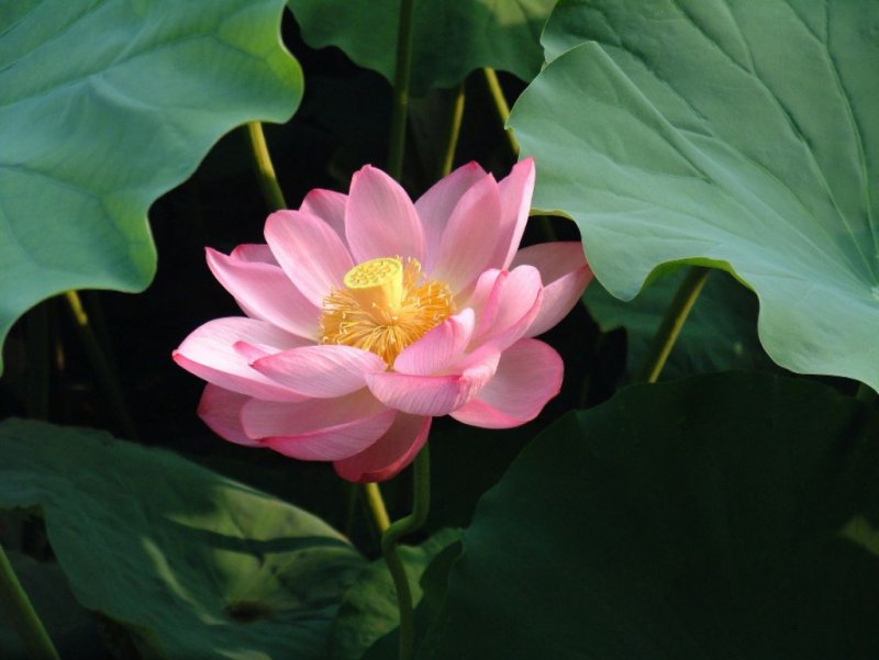 Nelumbo nucifera плод