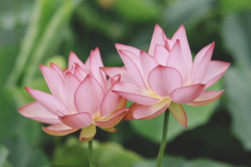 Лотос орехоносный (Nelumbium speciosum)