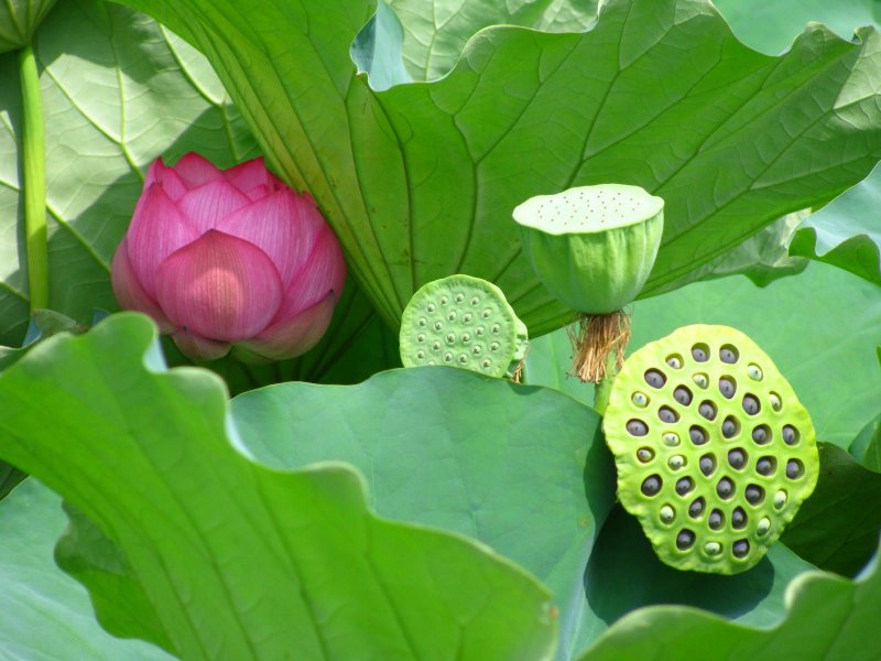 Лотос орехоносный (Nelumbium speciosum)
