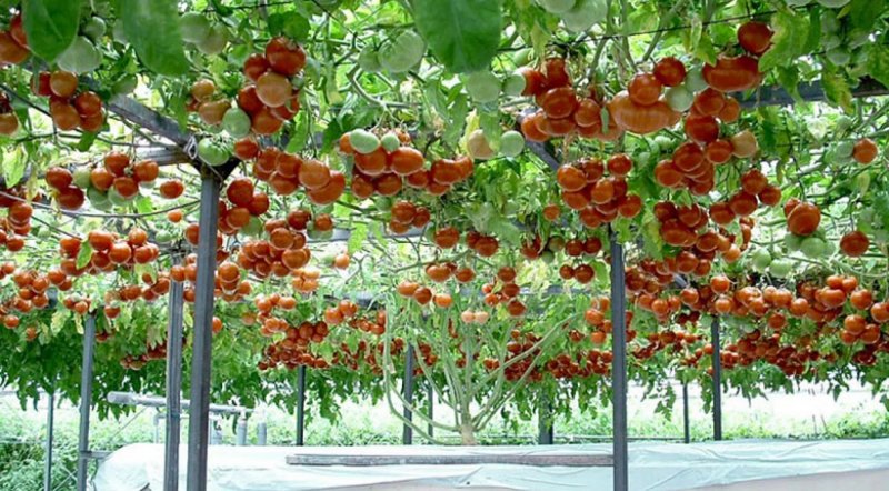 Тамарилло томатное дерево