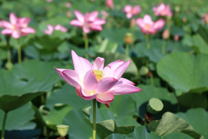 Лотос (Nelumbo)