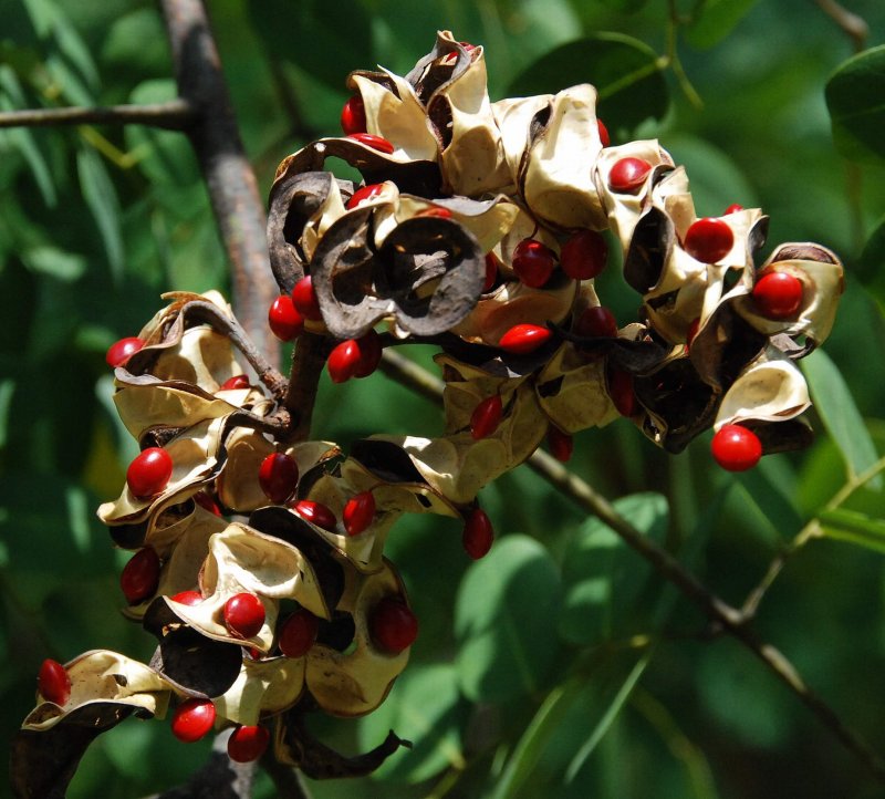Adenanthera Pavonina