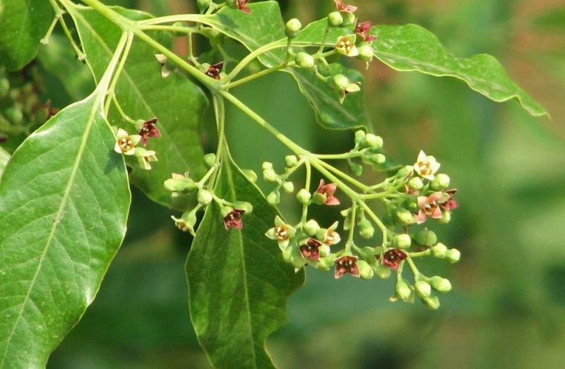 Santalum Sandalwood
