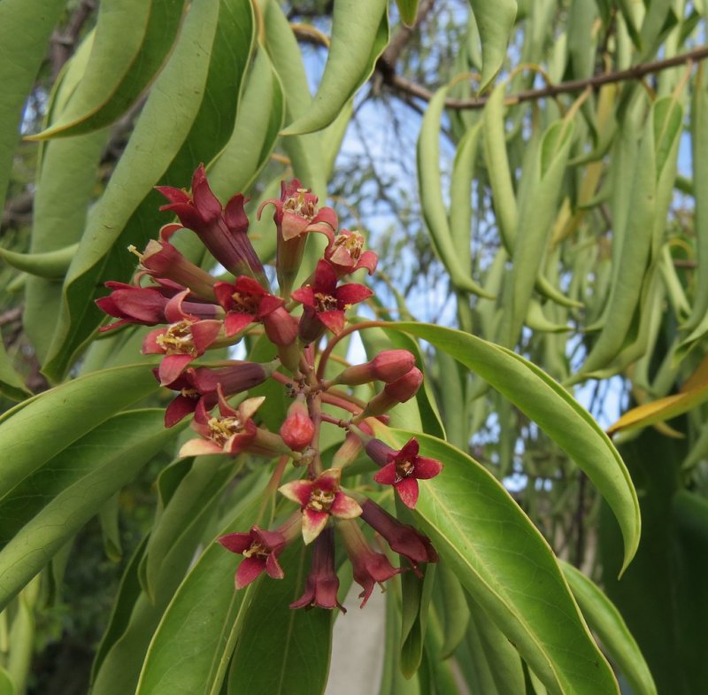 Santalum ellipticum