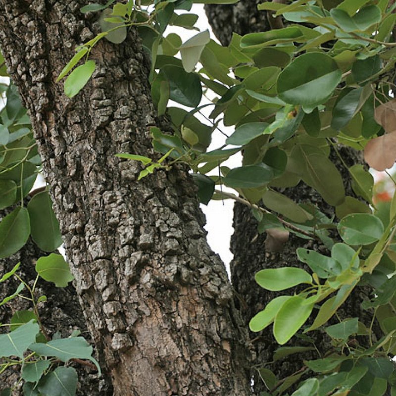 Pterocarpus soyauxii
