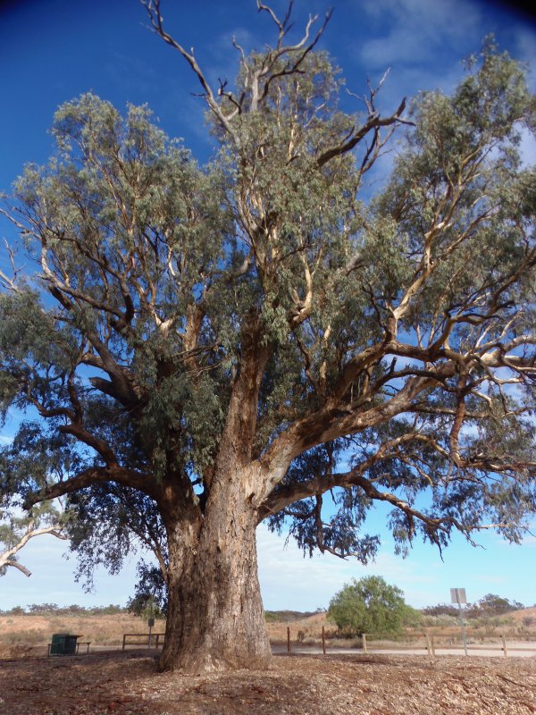 Gum Tree дерево