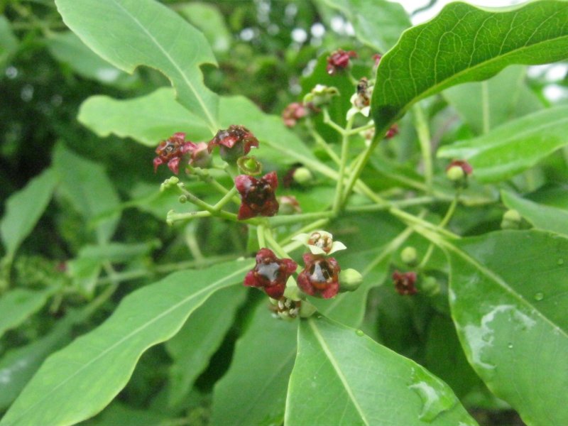 Santalum Sandalwood