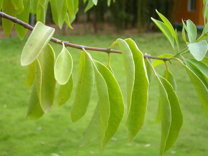 Santalum Sandalwood