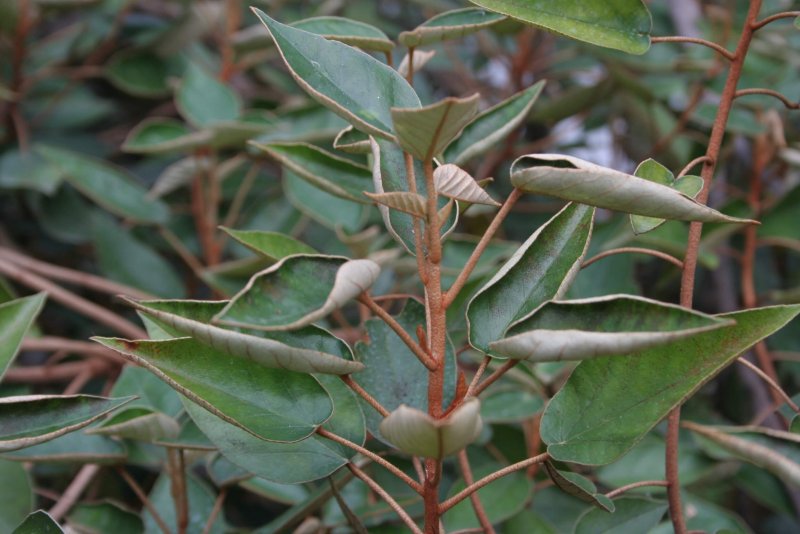 Дерево Святой Елены (Trochetiopsis Erythroxylon)
