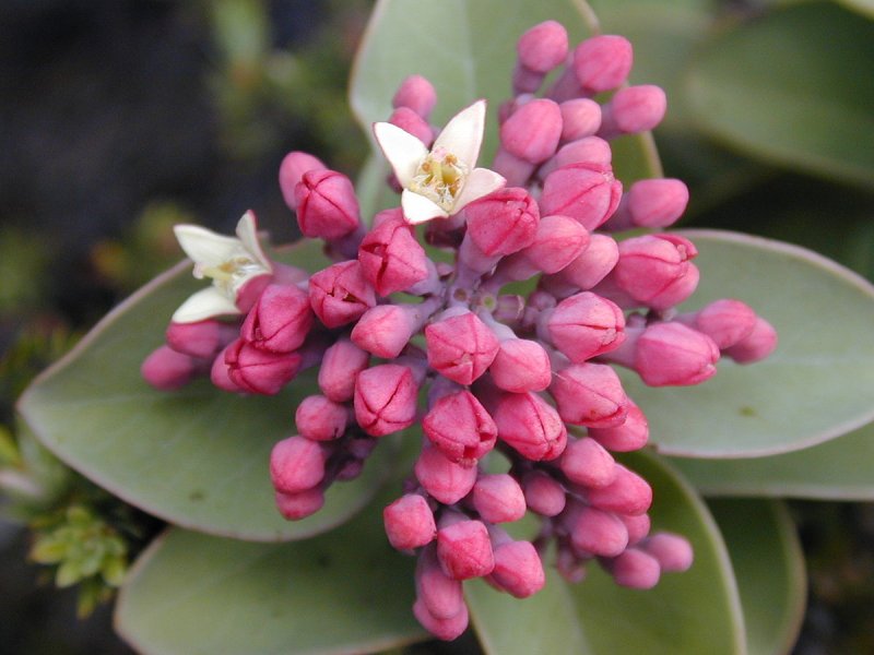 Santalaceae Santalum