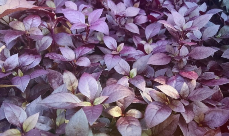 Альтернантера Лилацина (Alternanthera lilacina)