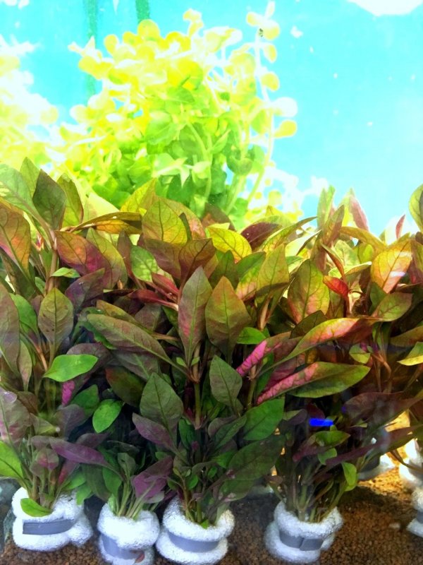 Alternanthera reineckii Rosanervig