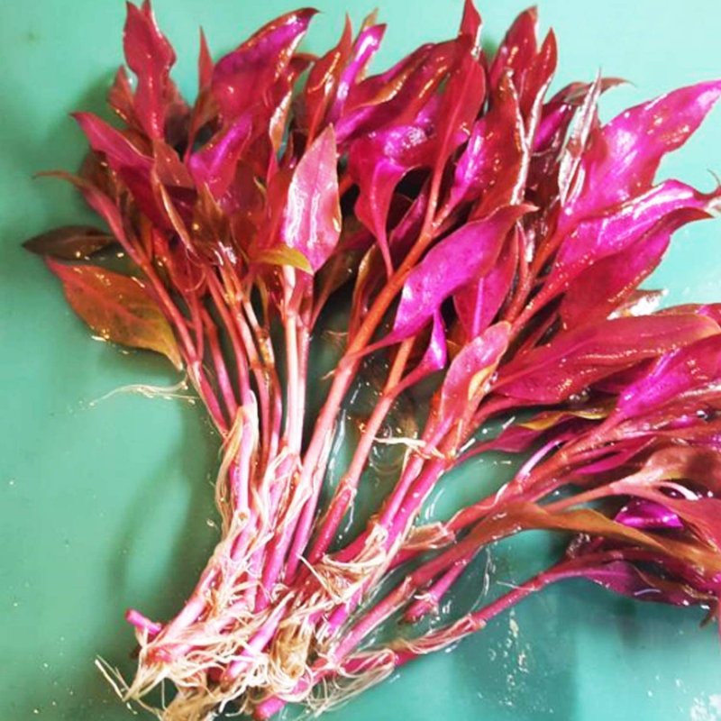 Alternanthera reineckii Purple