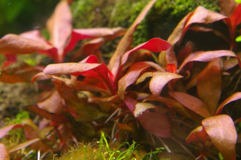 Alternanthera reineckii Rosanervig