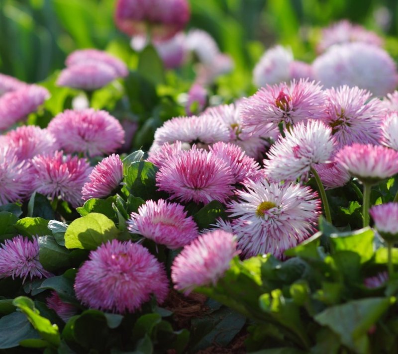 Bellis Маргаритка