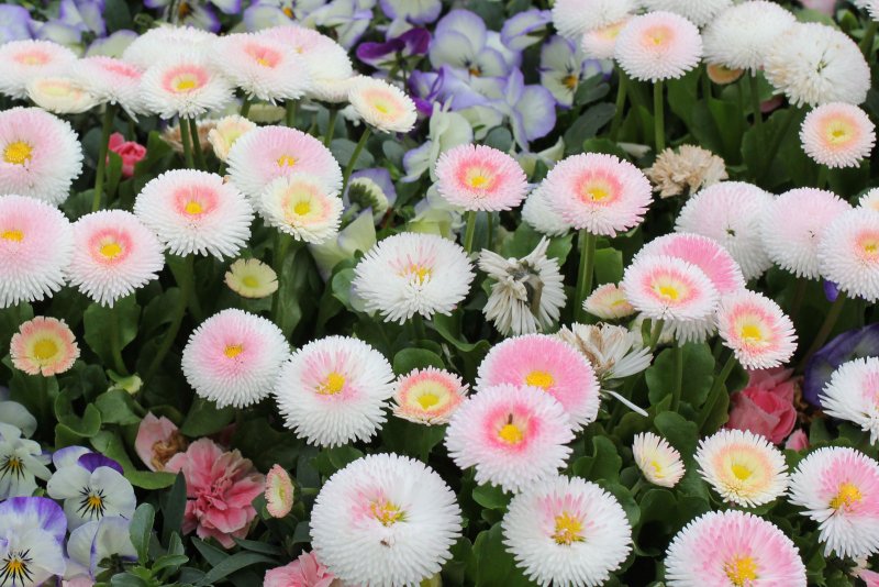 Маргаритка многолетняя Bellis perennis