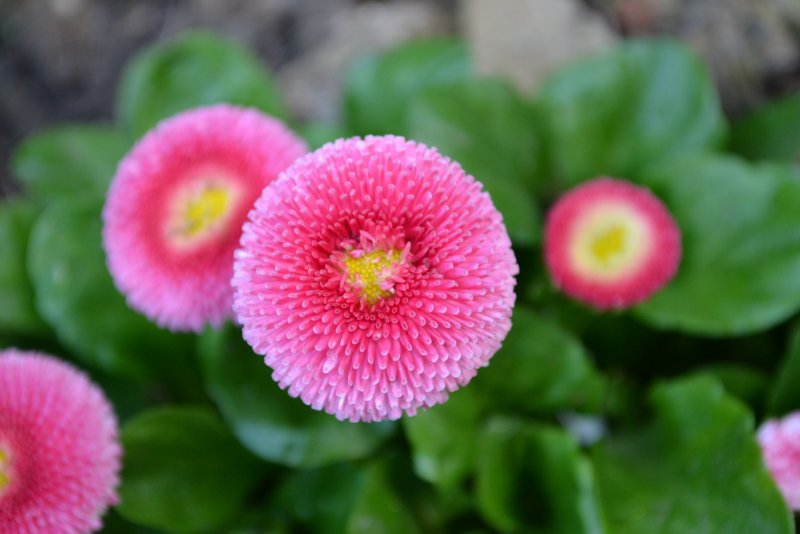 Маргаритка Bellis perennis