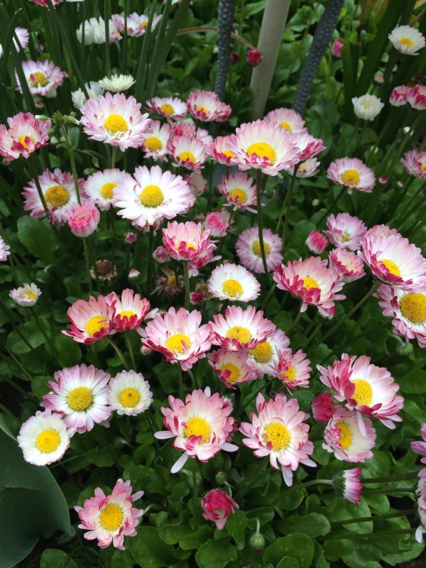 Маргаритка многолетняя Bellis perennis