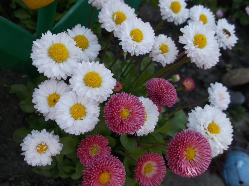 Маргаритка Bellis perennis