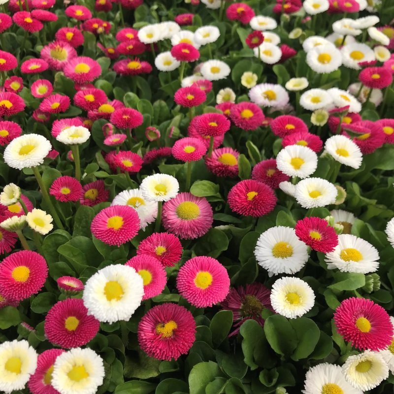 Маргаритка многолетняя Bellis perennis