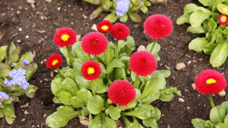 Маргаритка многолетняя Tasso Red
