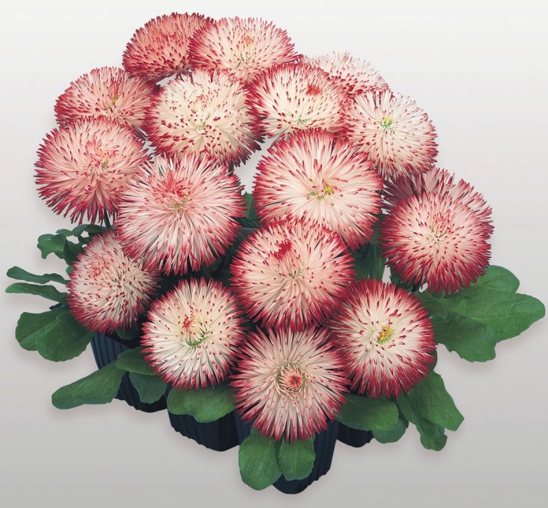 Маргаритки в саду однолетние Bellis annua