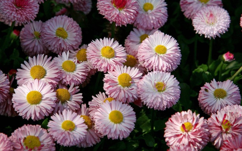 Маргаритка Tasso Pink