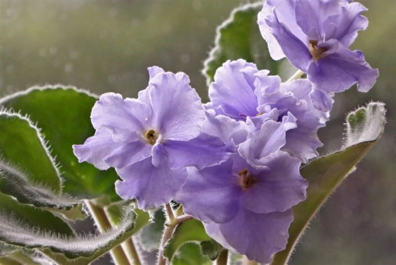 Фиалка African Violet