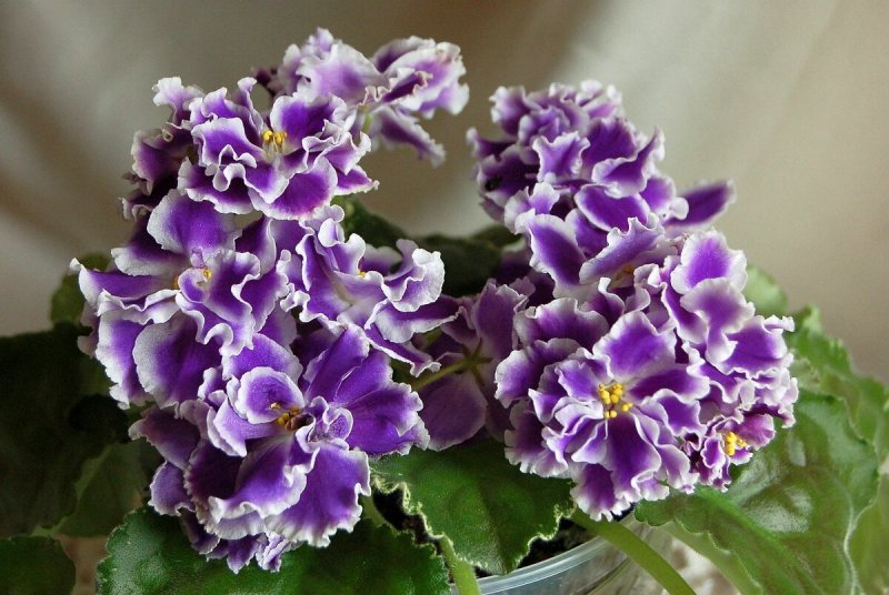 Saintpaulia ionantha