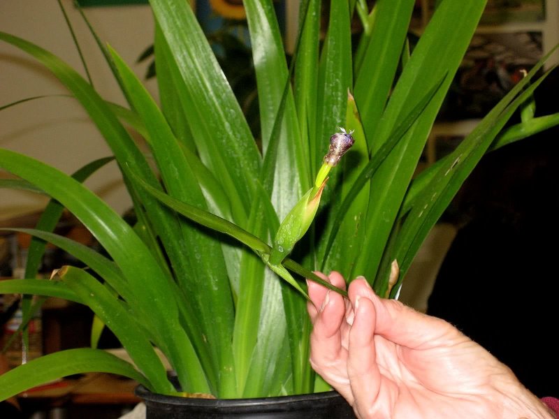 Neomarica caerulea