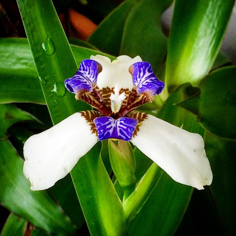 Neomarica gracilis (Herb.) Sprague