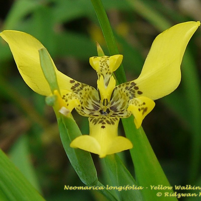 Neomarica gracilis