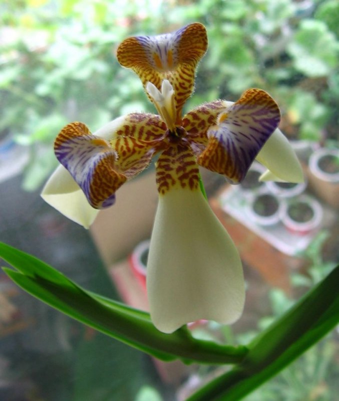 Neomarica gracilis