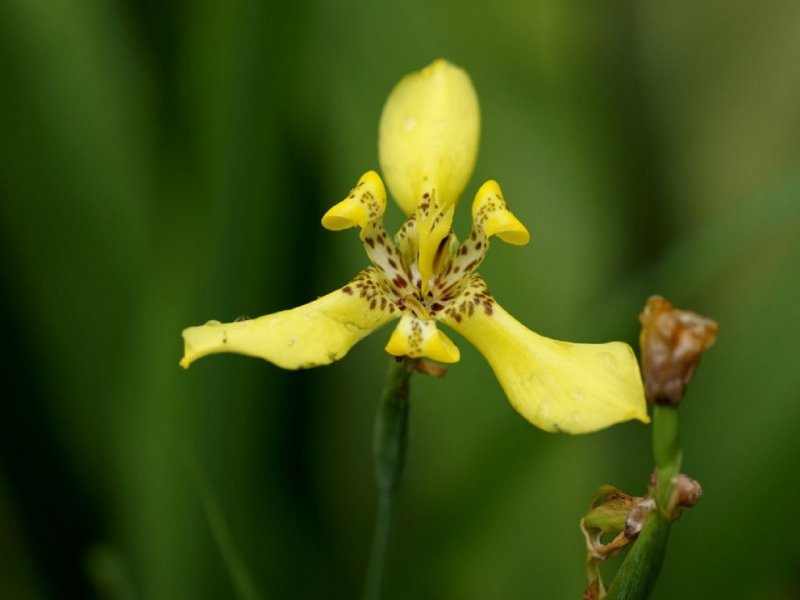 Neomarica gracilis Herb. Sprague комнатное