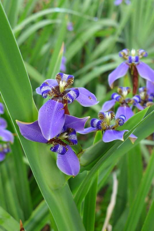 Neomarica northiana