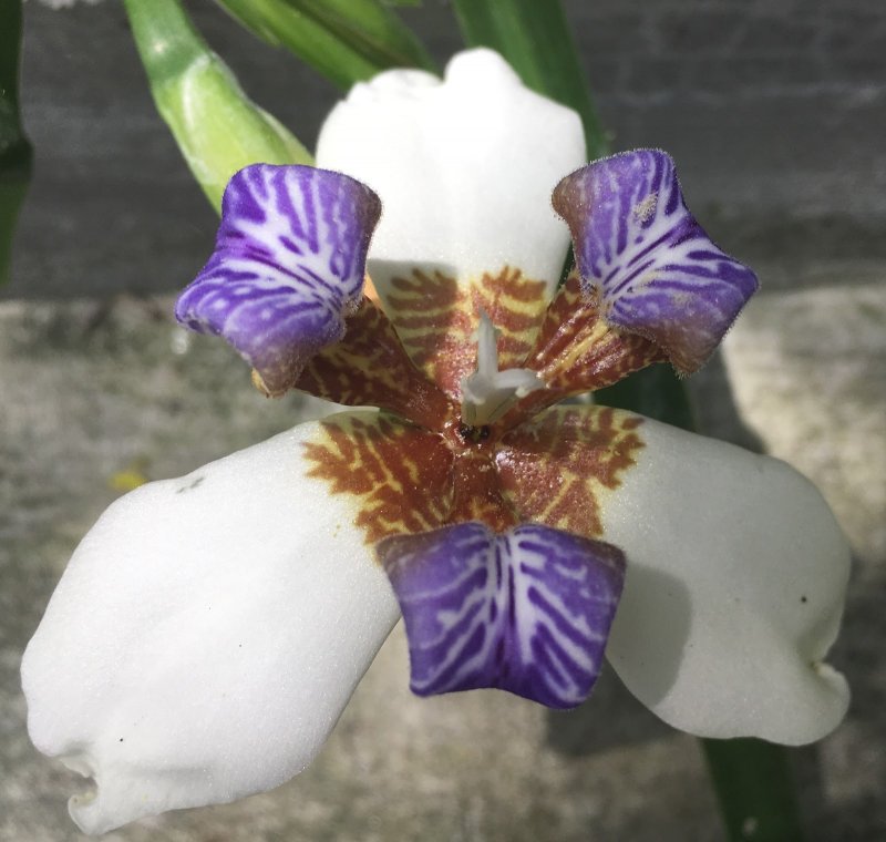 Neomarica caerulea