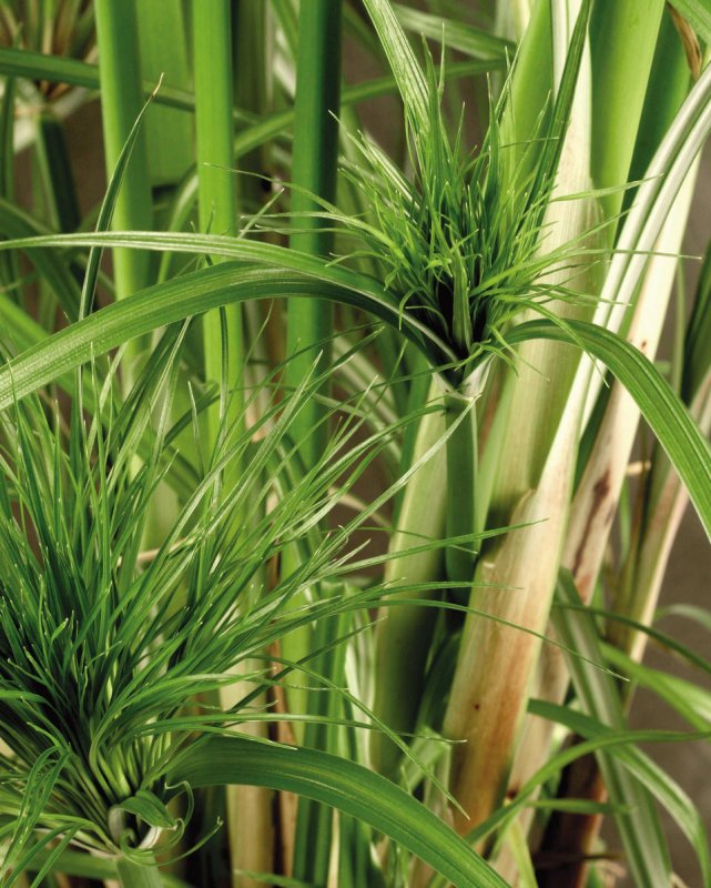 Папирус (Cyperus Papyrus)