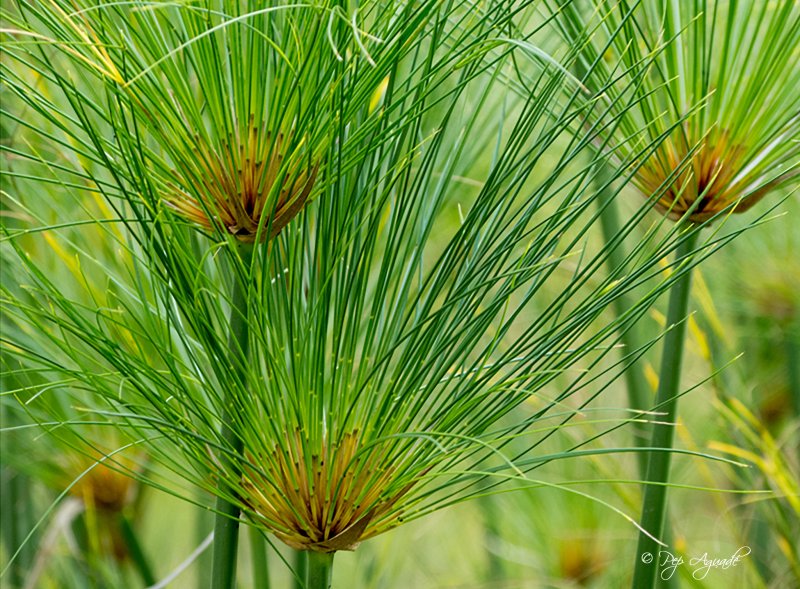 Cyperus Papyrus