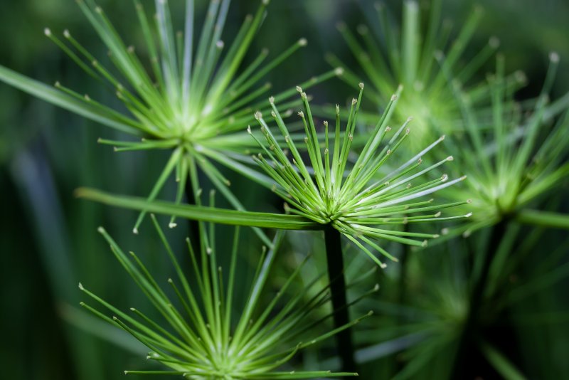 Cyperus Papyrus l